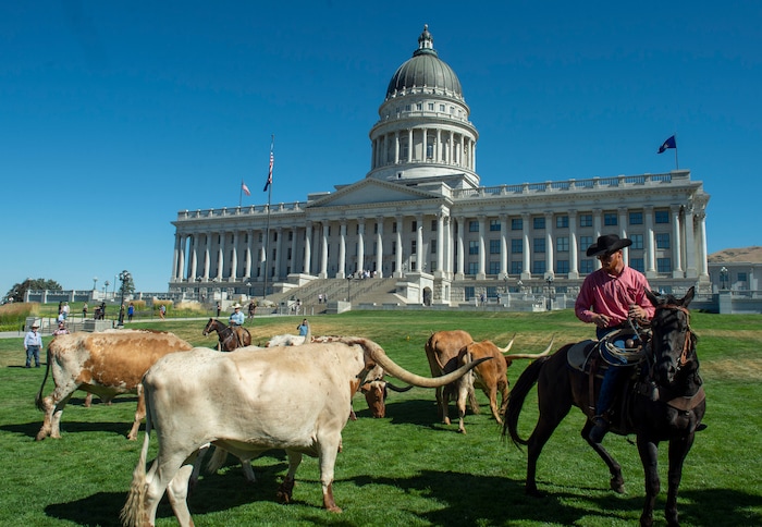 (Rick Egan  |  The Salt Lake Tribune)       Cowboys move Longhorn cattle to a pen on the lawn in front of the Utah State Capitol for a news conference on the Days of 47 festivities, Tuesday, July 16, 2019.