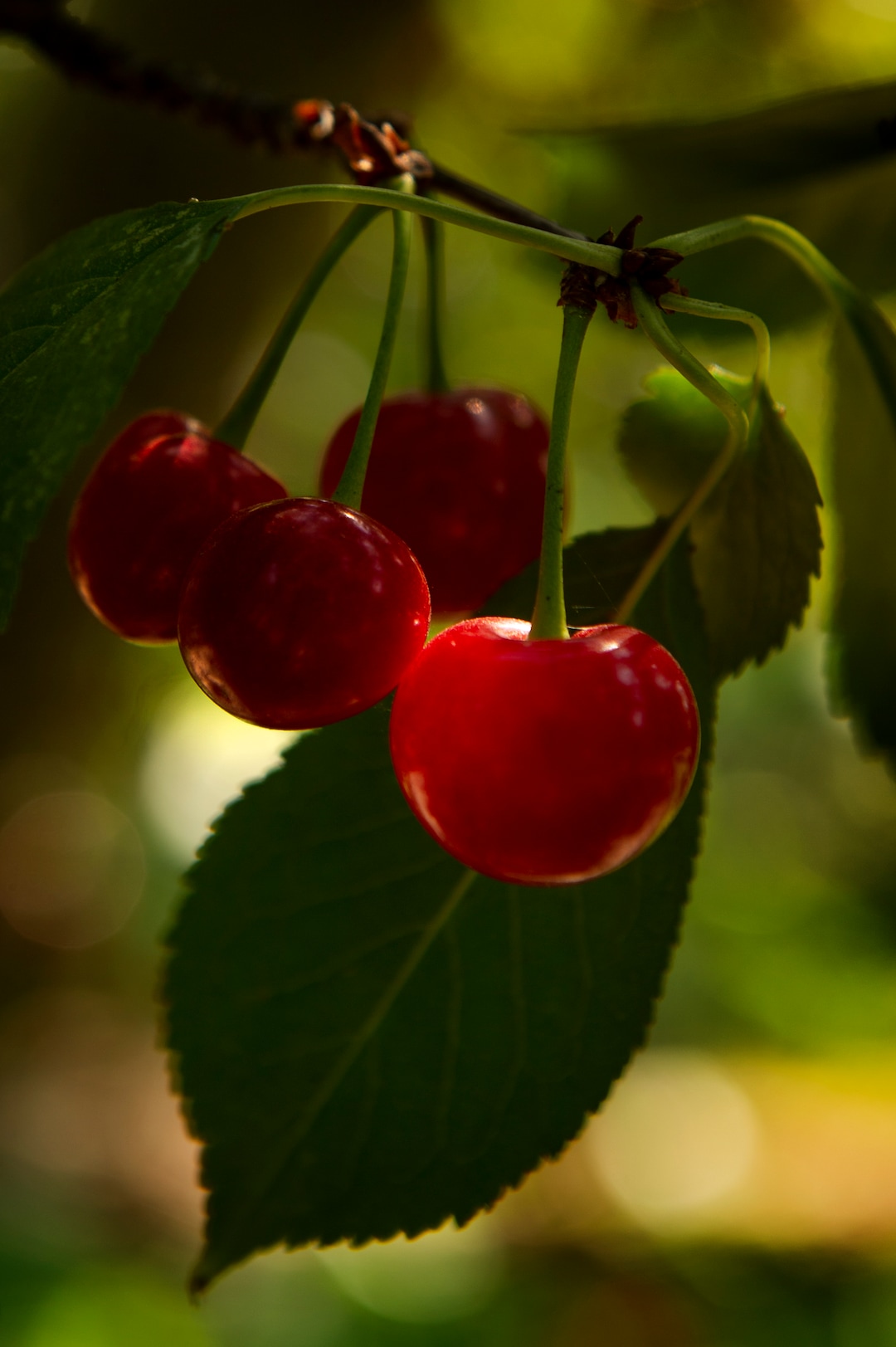 (Leah Hogsten  |  The Salt Lake Tribune)  Utah's 2018 Montmorency cherry harvest is underway at Cherry Hill Farms,Thursday, July 26, 2018. Although they are a mainstay in cherry pies and cheesecakes, tart cherries are dried, frozen, canned and juiced now for their nutrient density and health benefits.