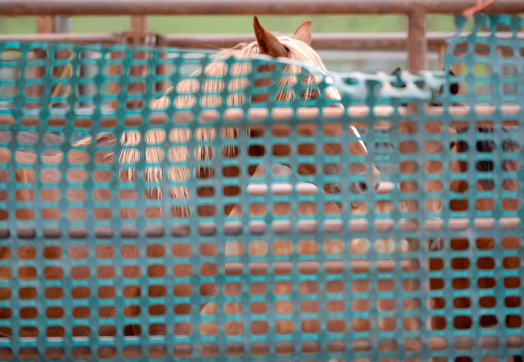 Al Hartmann  |  The Salt Lake Tribune Wild horses from Blawn Wash about 35 miles southwest of Milford settle down in a visually protected corral after being rounded up by helicopter .  The BLM began rounding up wild horses in the area Monday July 28 hoping to capture up to 140 this week.  