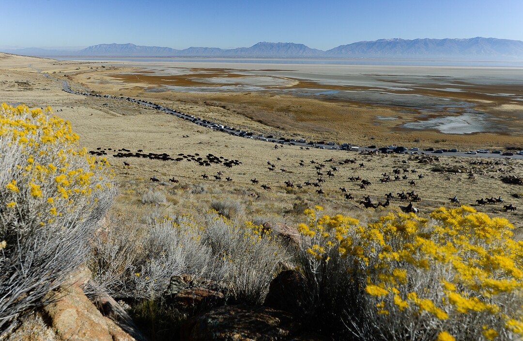 (Francisco Kjolseth  |  The Salt Lake Tribune)  Spectators line the road as riders on horseback herd bison towards Heartbreak Hill during the 33rd annual roundup, Saturday, Oct. 26, 2019, on Antelope Island, a state park located near Syracuse in Davis County. Every year Utah wildlife and parks officials move the animals from across the island so they can be weighed, tagged and given health screenings.