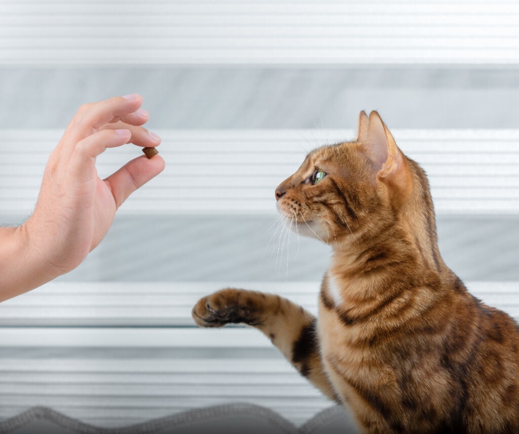(Canva Pro) | 20 Best CBD Cat Treats For 2022.