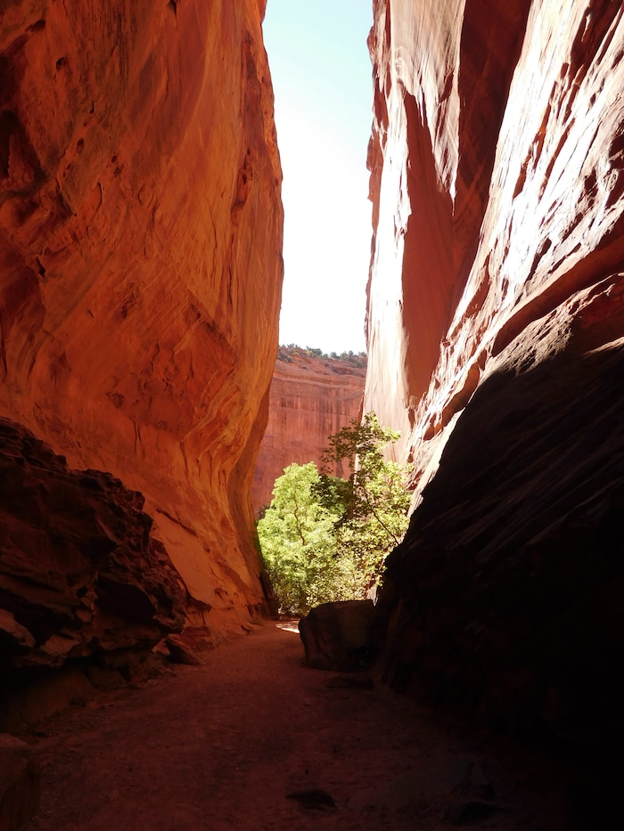 Erin Alberty  |  The Salt Lake TribuneA tree glows in the mouth of Singing Canyon in Grand Staircase-Escalante National Monument.