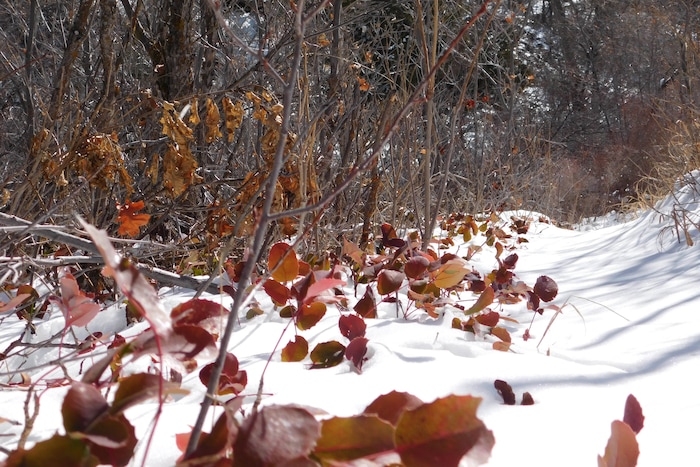 Erin Alberty | The Salt Lake Tribune
A scene from the canyons near Monrovian Park in Sevier County on March 8, 2017.