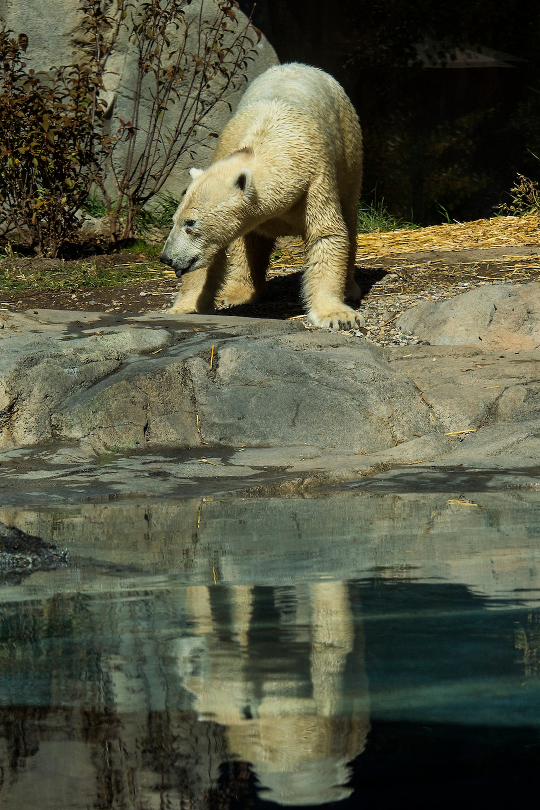 (Chris Detrick  |  The Salt Lake Tribune) Polar Bear Nora at Utah's Hogle Zoo Tuesday, October 10, 2017.