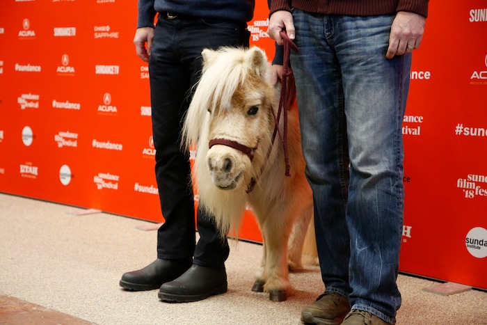 A miniature horse named Daisy, who appears in the film as a character named Butterscotch, poses with poses with directors, screenwriters and actors David Zellner, left, and Nathan Zellner, right, at the premiere of "Damsel" during the 2018 Sundance Film Festival on Tuesday, Jan. 23, 2018, in Park City, Utah. (Photo by Danny Moloshok/Invision/AP)