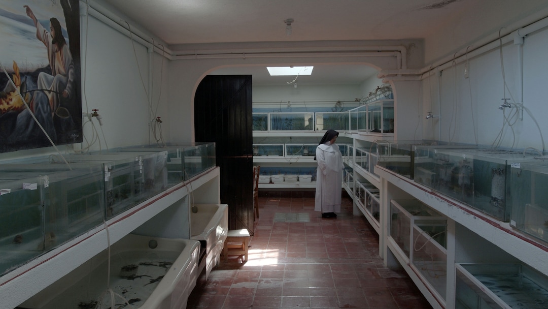 (Sundance Institute) Sister Ofelia Morales Francisco appears in "A Common Sequence," directed by Mary Helena Clark and Mike Gibisser, an official selection of the New Frontier section at the 2023 Sundance Film Festival.