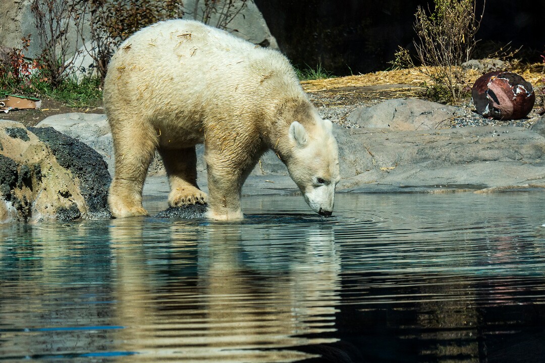 (Chris Detrick  |  The Salt Lake Tribune) Polar Bear Nora at Utah's Hogle Zoo Tuesday, October 10, 2017.