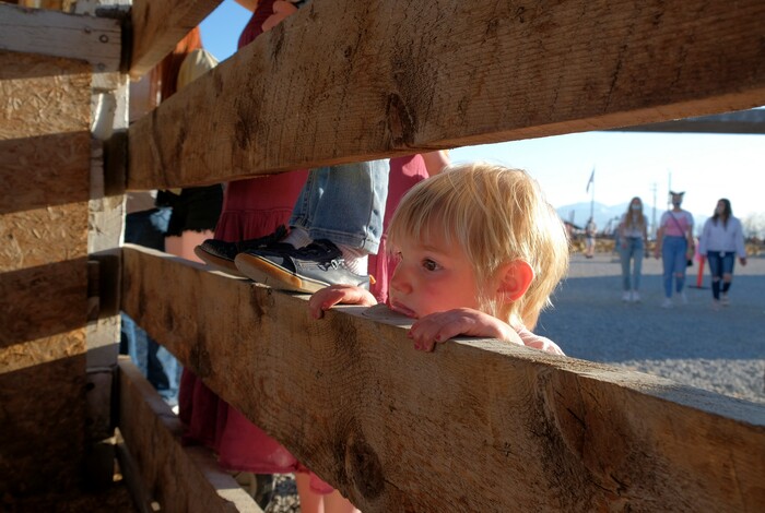 (Leah Hogsten | The Salt Lake Tribune) Thea Grange, 2, peers into a pen of calves during the Baby Animal Festival and Tulip Field Festival at Cross E Ranch, April 23, 2021. The festival runs until May 8.