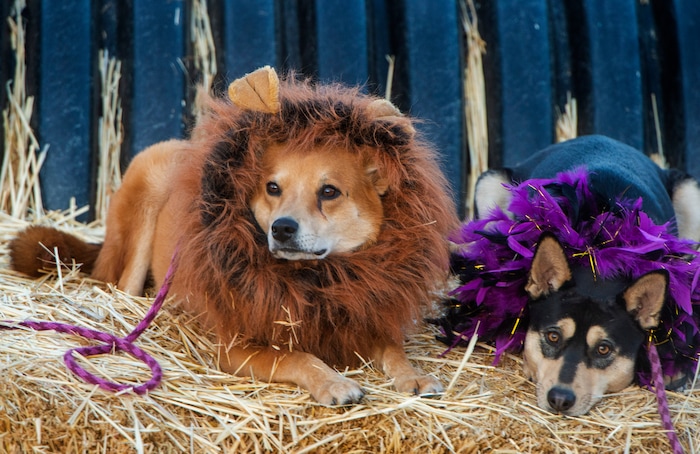 (Rick Egan  |  The Salt Lake Tribune)    Sadie and Cleo take a rest during the "Dog Days in the Maze" with their owners Olivia and Isaac Shaughnessy, at Wheeler Farm, Monday, Oct. 26, 2020.