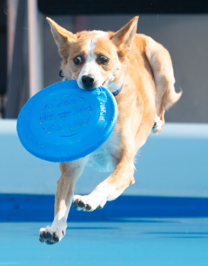 (Rick Egan  |  The Salt Lake Tribune)    
A dog goes after the frisbee in the long jump competition, during the Extreme Dog show, at the Utah State Fair Monday, Sept. 9, 2019.