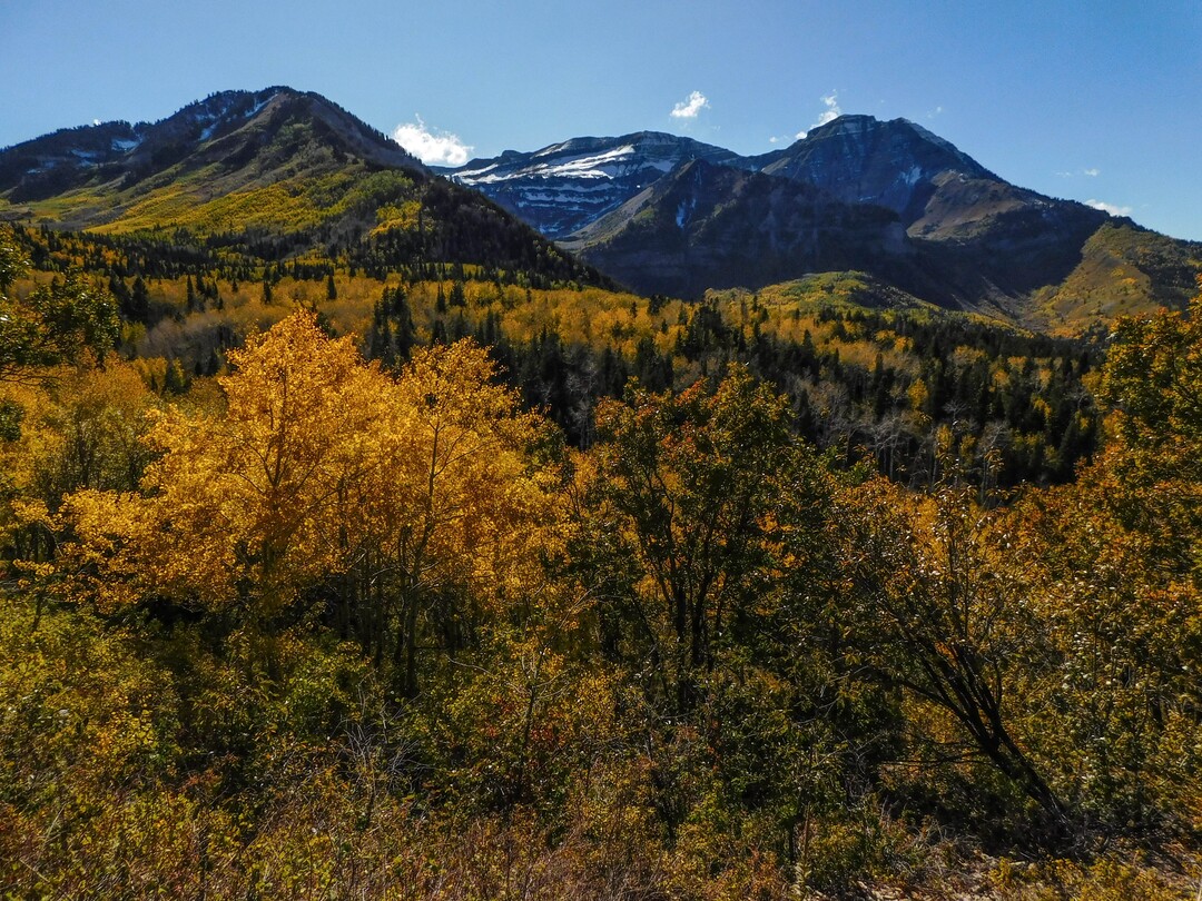 (Erin Alberty|The Salt Lake Tribune) Aspen glow below the Wasatch peaks along the Alpine Loop Scenic Drive, State Road 92, Oct. 9, 2017 in Utah County.