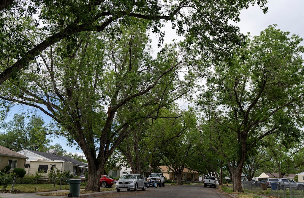 (Rick Egan | The Salt Lake Tribune)  Tree canopies on Montgomery Street in Glendale near 1500 West and 1000 South on Wednesday, June 22, 2022.