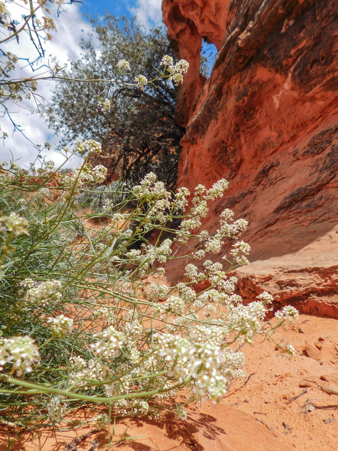 Erin Alberty  |  The Salt Lake TribuneDesert alyssum bloom April 1, 2017 near Babylon Arch in the Red Cliffs Desert Reserve near Leeds.