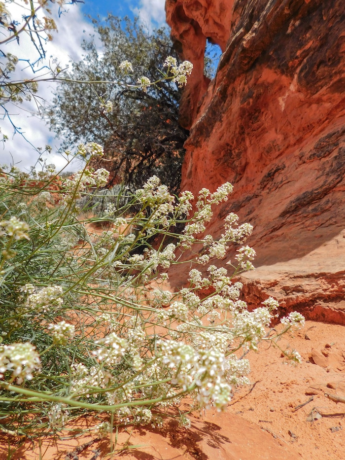Erin Alberty  |  The Salt Lake Tribune

Desert alyssum bloom April 1, 2017 near Babylon Arch in the Red Cliffs Desert Reserve near Leeds.