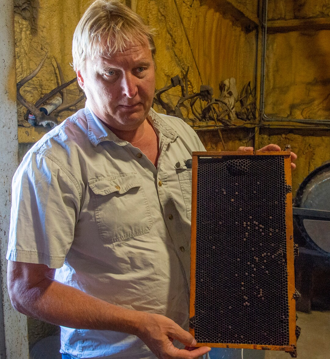 (Rick Egan  |  The Salt Lake Tribune)     Bee Keeper Darren Cox, talks about the honey bee disease  foulbrood, at his warehouse in Mendon onTuesday, Aug. 11, 2020.