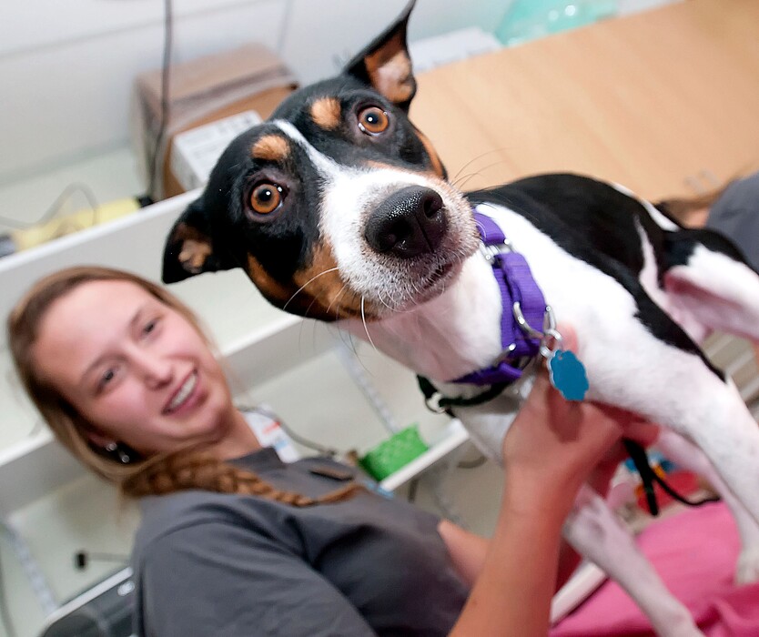 (Eli Lucero | The Herald Journal | The Associated Press) In this September 2017 file photo, Sadie Smith examines Austin, a terrier mix, at the Cache Humane Society in Logan. Police set up kennels at a northern Utah police station for stray animals after a split with the local Humane Society left the city of Logan without an animal shelter.