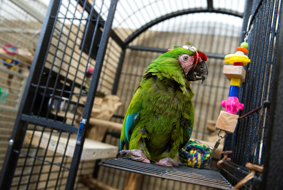 Leah Hogsten  |  The Salt Lake TribuneLouie, a Military Macaw, recuperates after sinus surgery. Best Friends saves thousands of animals every year as the nation's largest no-kill sanctuary, encompassing some 3,700 acres about 5 miles outside Kanab.