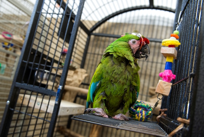 Leah Hogsten  |  The Salt Lake Tribune
Louie, a Military Macaw, recuperates after sinus surgery. Best Friends saves thousands of animals every year as the nation's largest no-kill sanctuary, encompassing some 3,700 acres about 5 miles outside Kanab.
