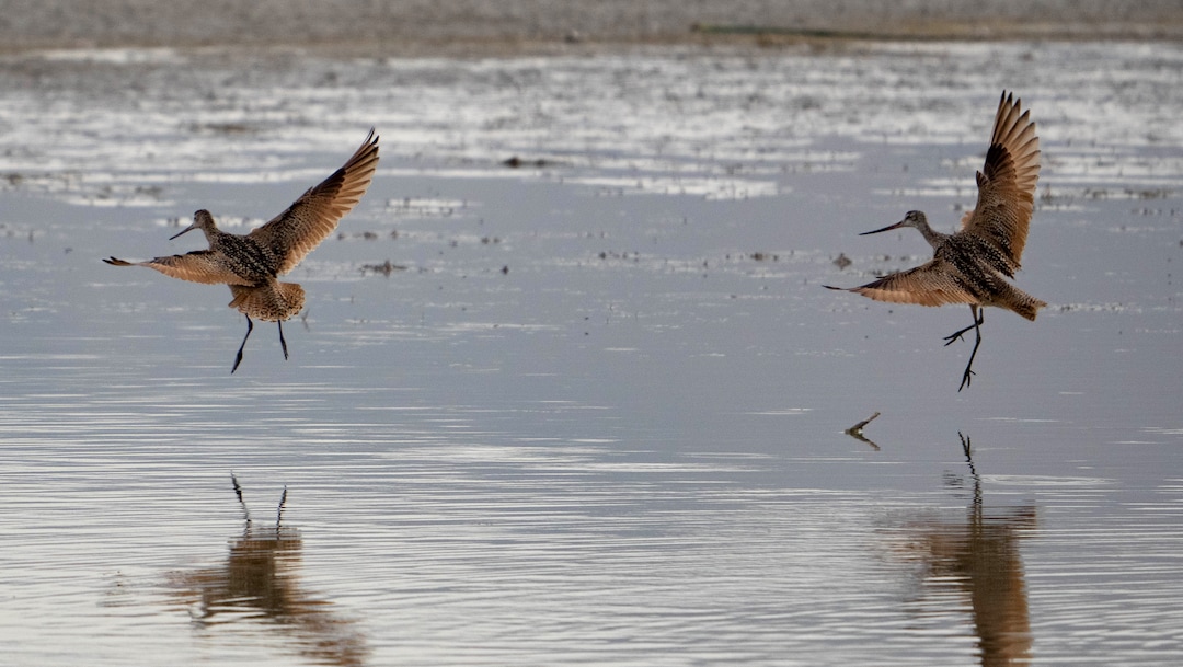 (Francisco Kjolseth | The Salt Lake Tribune) A pair of marbled godwits land on the shallow waters of a pond in the Bear River Migratory Bird Refuge, a 74,000-acre nature reserve in the northern Great Salt Lake on Wednesday, June 23, 2021.