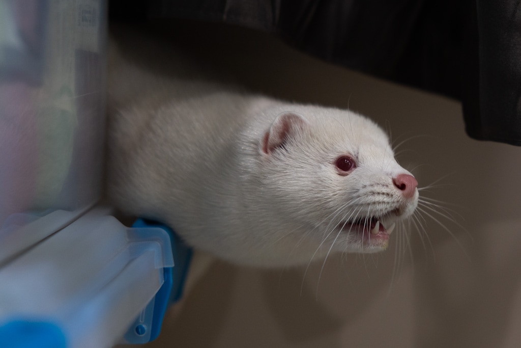 (Julie Leopo for ProPublica) Aster, a mink rescued from a fur farm, runs around the home of Linda Maretich, where Rocky Mountain Mink Refuge is based, in Saratoga Springs, on Sept. 26, 2026. Aster was brought to the refuge in 2024 with neck and abdominal injuries.