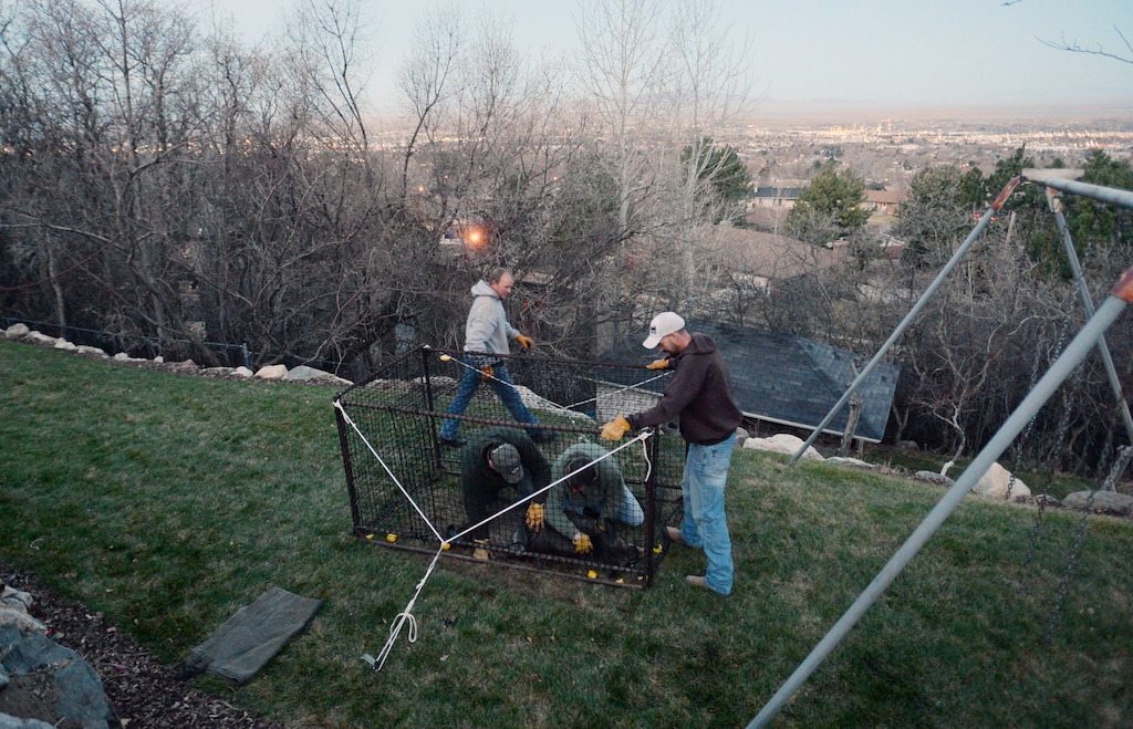 Steve Griffin | The Salt Lake Tribune
Volunteers subdue a mule deer that was caught in a trap in a neighborhood above Bountiful, Utah Friday, December 12, 2014. The Utah Division of Wildlife Resources is trapping mule deer in Bountiful City in an effort to reduce the urban population and reduce human/wildlife conflicts. They set traps and bait them. The deer trigger the trap. The deer are collared and checked for disease before being sent to other parts of the state. These deer are headed to the Raft River Mountains in northwestern Utah.