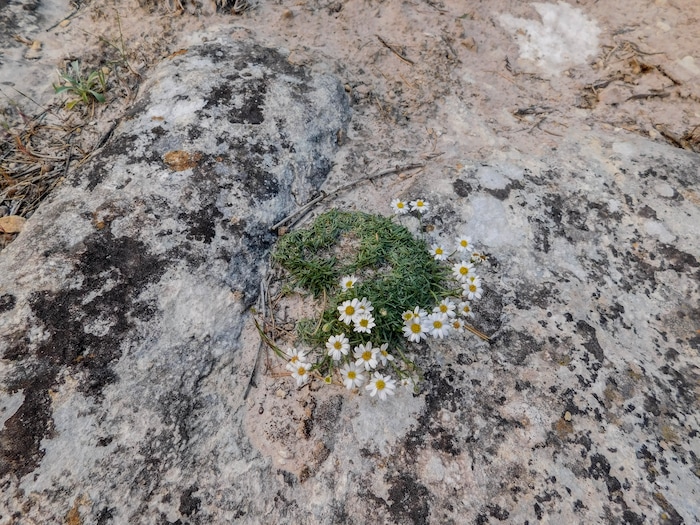 Erin Alberty  |  The Salt Lake TribuneDaisies bloom May 29, 2017 in Box Canyon in Dinosaur National Monument. 