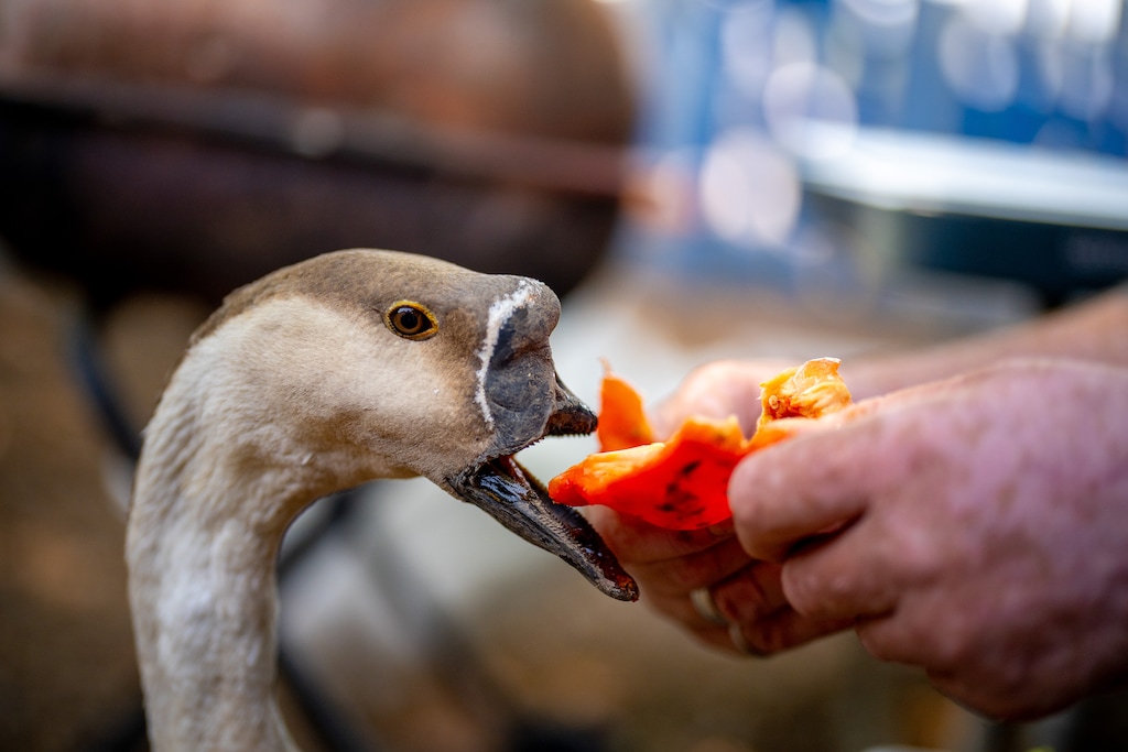 (Trent Nelson | The Salt Lake Tribune) Durbo the goose eats a pepper out of Richard Nowak's hands at the Avian Sanctuary and Protection facility in West Valley City on Monday, Aug. 3, 2026.