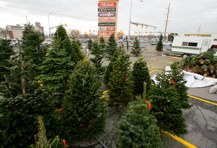 (Steve Griffin  |  The Salt Lake Tribune) Lucas  Brown sets up a J & T Christmas Tree lot at 7200 south 900 east in Middle, Utah Monday November 20, 2017. Utah Christmas tree lots will have less stock and higher prices this year due to a regional shortage of Christmas trees. 

I