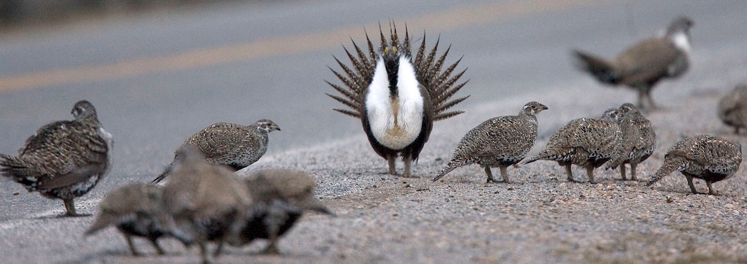 Al Hartmann  |  Tribune file photoA male sage grouse does his showy strut to females just off Highway 65 south of Henefer. The public is invited to view the birds' unique ritual on April 27.