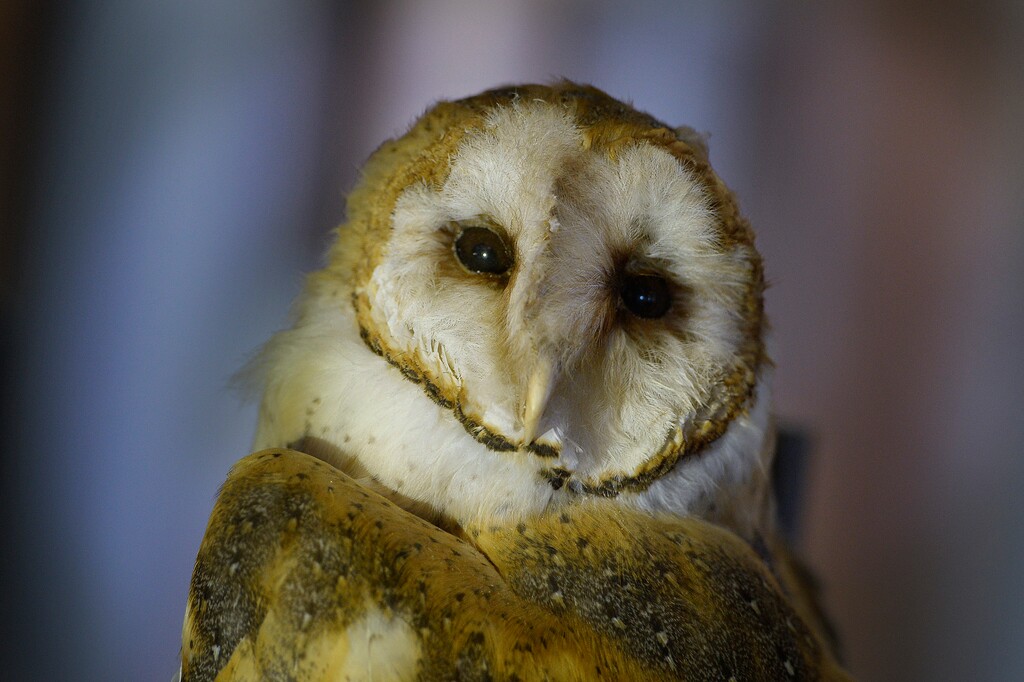 (Scott Sommerdorf   |  Tribune file photo)  A display of owls including this barn owl greets visitors during Owl Day at The Bear River Migratory Bird Refuge in 2017.