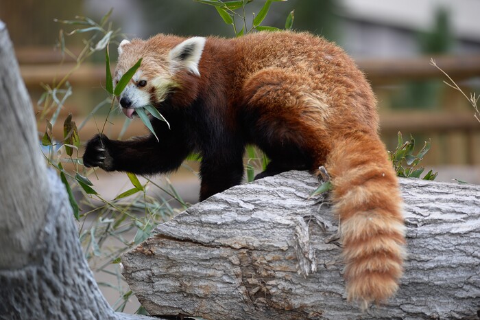 (Francisco Kjolseth  |  The Salt Lake Tribune)  A report came out on Monday, May 6, 2019, that says one million different species are in imminent danger of extinction several of which are represented at Hogle Zoo like Louie the Red Panda.