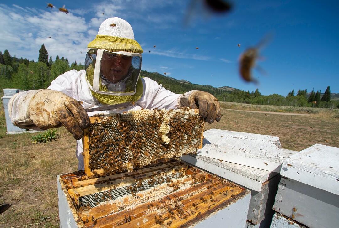 (Rick Egan  |  The Salt Lake Tribune)     Bee Keeper Darren Cox, inspects his hives in Logan Canyon, in the Cache National Forest where he stores hundreds of hives in the summer, on Tuesday, Aug. 11, 2020.