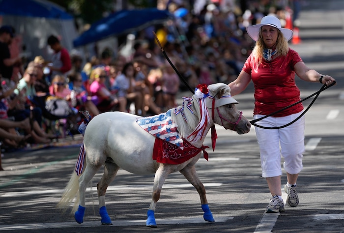 (Francisco Kjolseth | The Salt Lake Tribune) Ruth Bentley shows off her mini horse Coconut as they participate in the Days of ’47 Parade in Salt Lake City on Saturday, July 23, 2022.