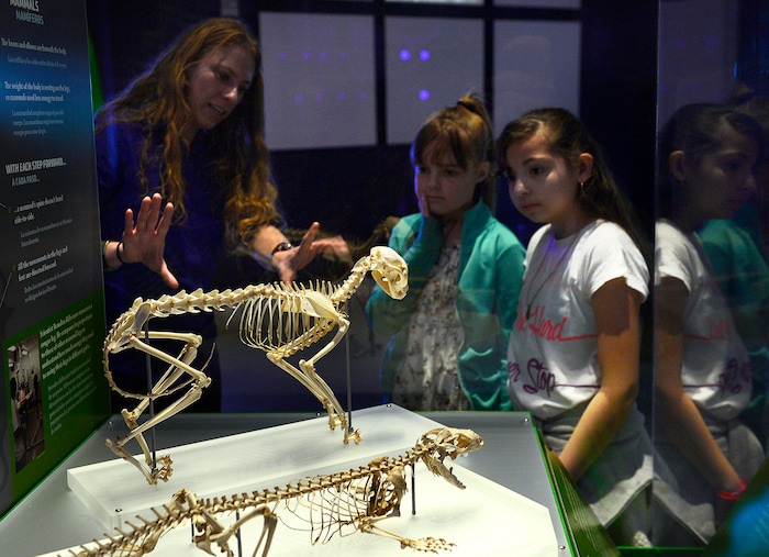 (Scott Sommerdorf | The Salt Lake Tribune) Lindsay Reeder shows children from from Emerson Elementary School in Salt Lake City a display showing the different ways animals walk, part of a new exhibit at the Utah Museum of Natural History, Wednesday, Feb., 7, 2018. "Nature's Ultimate Machines" is the UMNH special exhibition exploring the workings of plants and animals and how they rely on finely-tuned natural devices to move, adapt and survive.