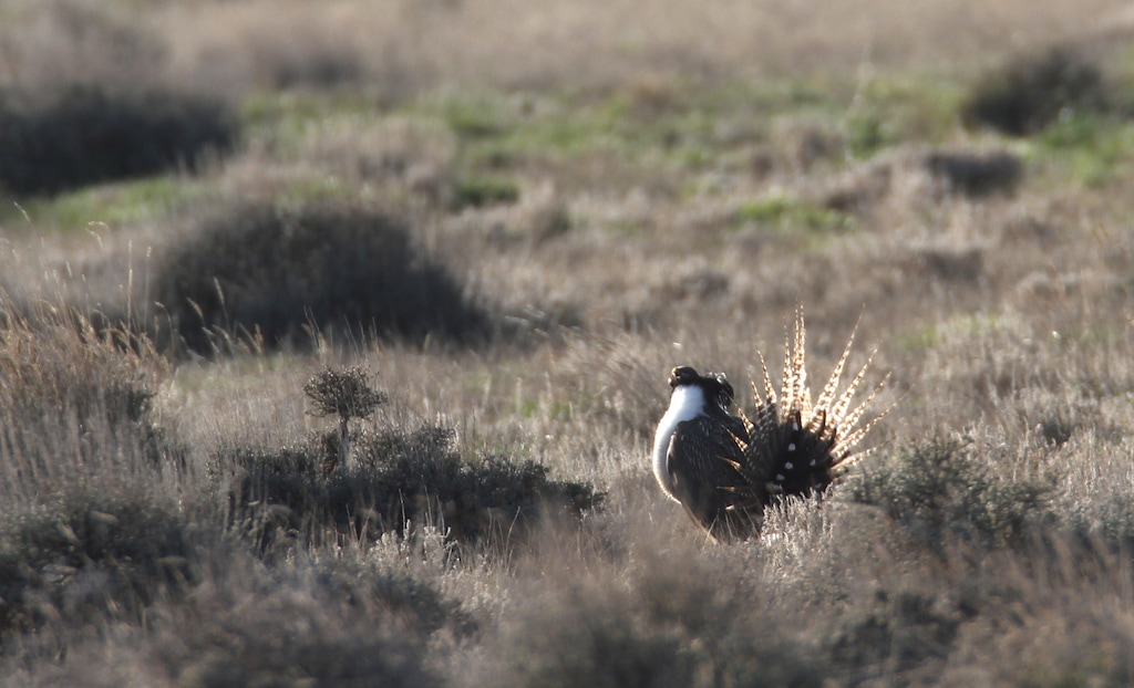 Rick Egan | The Salt Lake Tribune
Gunnison sage-grouse, strut on a lek near Monticello, Utah, Wednesday, March 22, 2012.