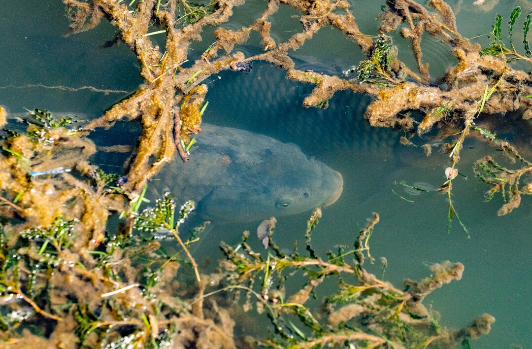 (Francisco Kjolseth  |  The Salt Lake Tribune) A fish hides in the grasses at Three Creeks Confluence Park, Salt Lake City’s newest park as it opens on Wednesday, July 7, 2021, in the Glendale neighborhood.