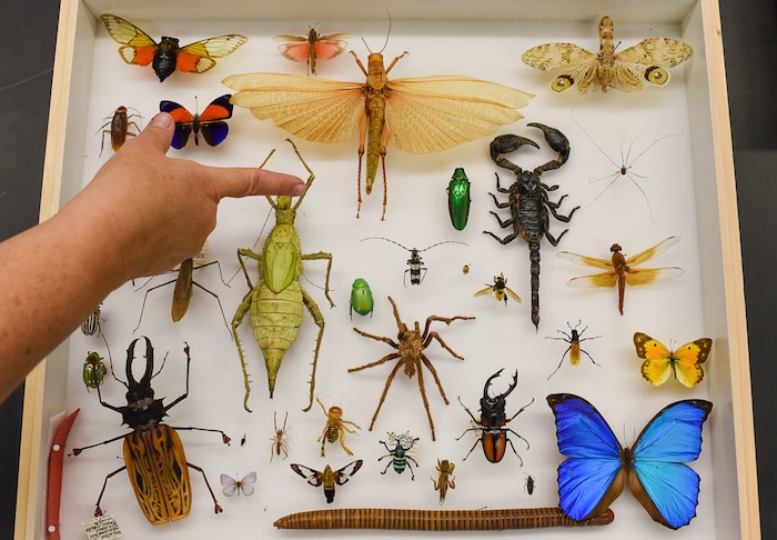 (Francisco Kjolseth  |  The Salt Lake Tribune)  The "Oh Wow!" drawer of interesting bugs will be on display this weekend at the Natural History Museum of Utah at the Rio Tinto Center for a Behind the Scenes look at the objects held in stewardship for the people of Utah. The public is invited to meet the scientists who build the collections and learn about current research and get an insiders view of the museum. 