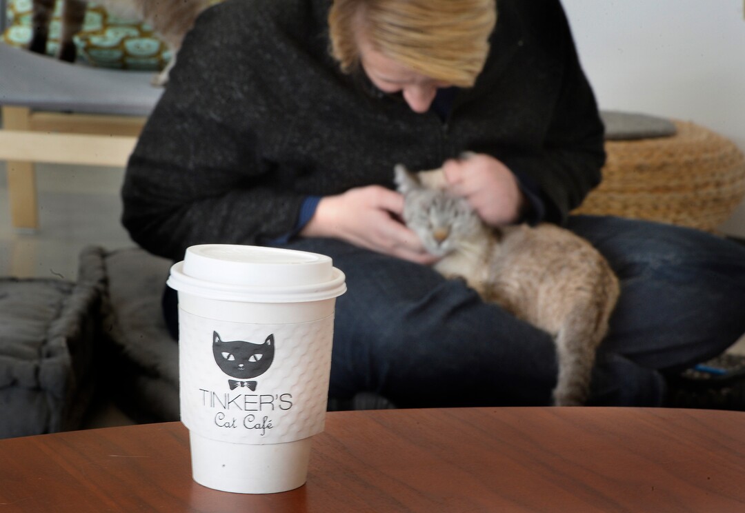 (Scott Sommerdorf   |  The Salt Lake Tribune)   Melissa Davis pets one of the cats at Tinker’s Cat Cafe on 900 South in Salt Lake City on Thursday, Nov. 2, 2017.