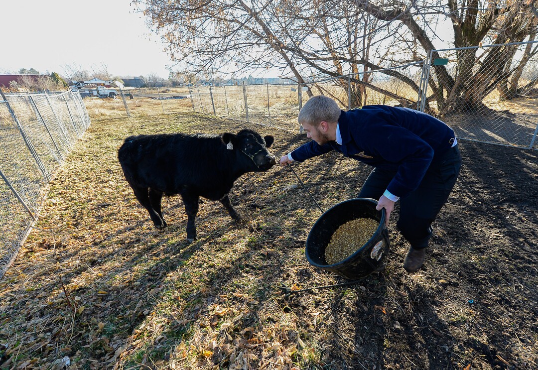 Francisco Kjolseth | The Salt Lake TribuneSawyer Barker tries to coax one of the student owned steers into another pen. At Roots, Utah's first farm-based charter school in West Valley City, students get hands on experience working at the school's farm just down the street from the school. A legislative task form is recommending changes to the way Utah's charter schools are funded. 