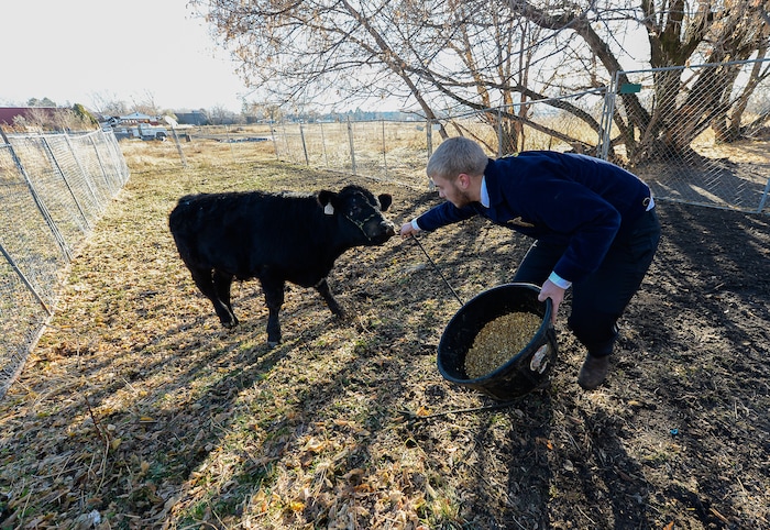 Francisco Kjolseth | The Salt Lake Tribune
Sawyer Barker tries to coax one of the student owned steers into another pen. At Roots, Utah's first farm-based charter school in West Valley City, students get hands on experience working at the school's farm just down the street from the school. A legislative task form is recommending changes to the way Utah's charter schools are funded. 