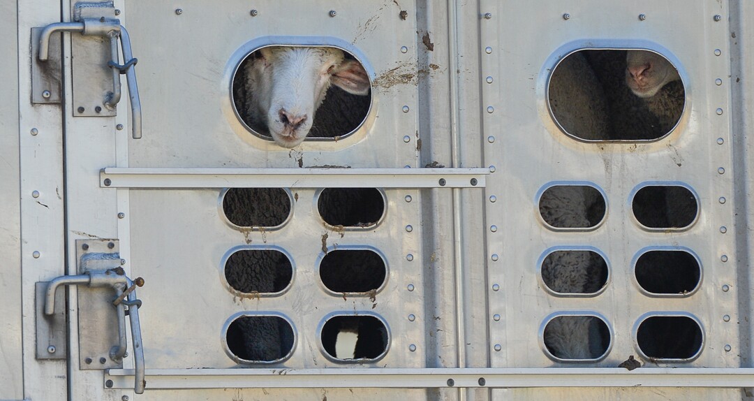 (Francisco Kjolseth  |  The Salt Lake Tribune)  Hundreds of sheep arrive from the Strawberry Valley to Midway's Soldier Hollow on Wed. Aug. 29, 2018, for this weekend's 16th annual Soldier Hollow Classic Sheepdog Championship and Festival, which runs Aug. 31-Sept. 3. This year, 44 dogs and 34 handlers will work with 331 sheep for the $20,000 purse.