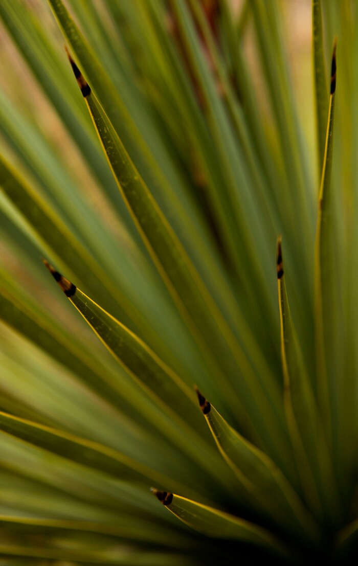 Leah Hogsten  |  The Salt Lake TribuneBeaked Yucca, originally from Southern Texas has taproots that are able to reach deep water supplies. Zones 7-11, sun and drought tolerant.Red Butte Garden featured Water Conservation Garden is designed to demonstrate that beautiful gardens do not require heavy applications of water. The newly constructed 2017 three-acre garden will offer educational programs to teach people how to create their own water-wise landscapes.
