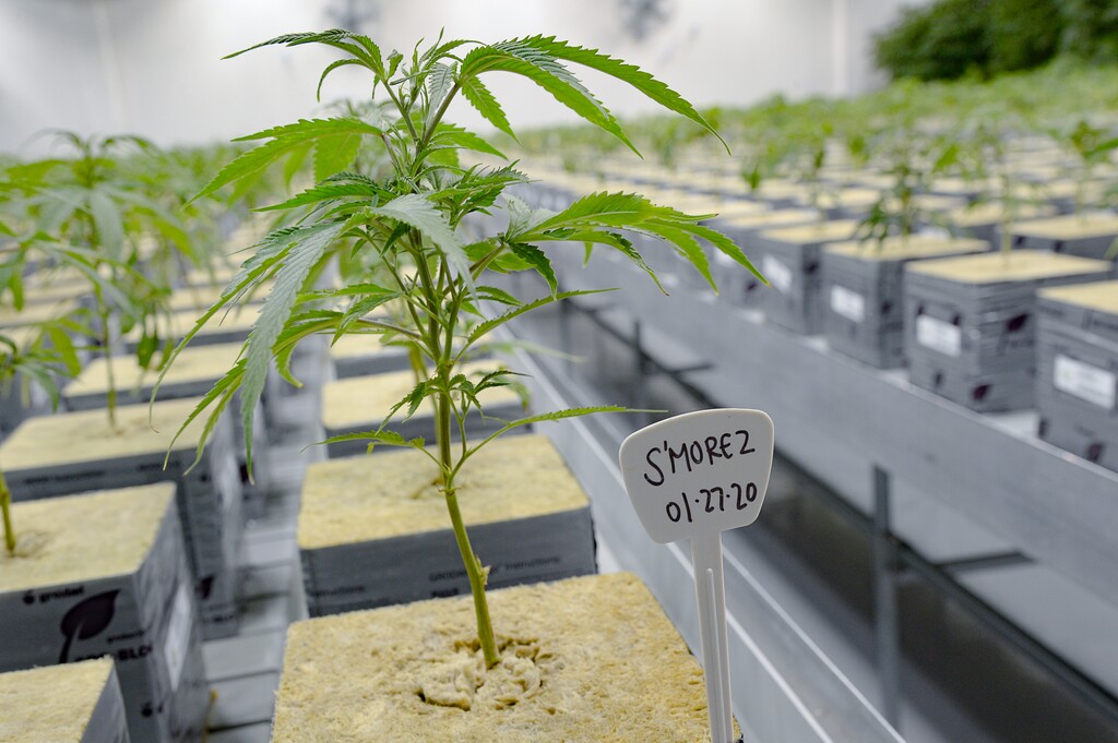(Francisco Kjolseth | Tribune file photo) The propagation room at Tryke, a new cannabis farm in Tooele, contains the genetic makeup of all the plant varieties being grown at the company on Thursday, Jan. 30, 2020, as it gets ready to have products available for patients by March as part of Utah's medical cannabis program.