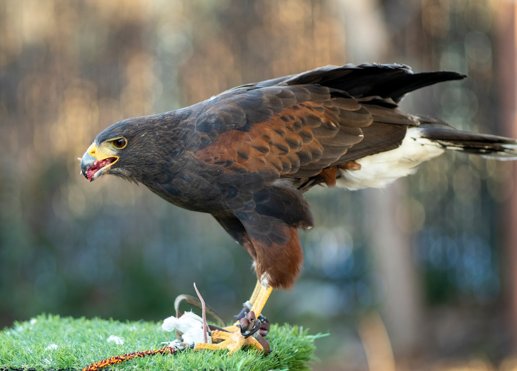 (Rick Egan | The Salt Lake Tribune)  A Harris's hawk named Stax — seen here in 2025 — has been spotted, a week after going missing from his home Salt Lake City-based HawkWatch International.