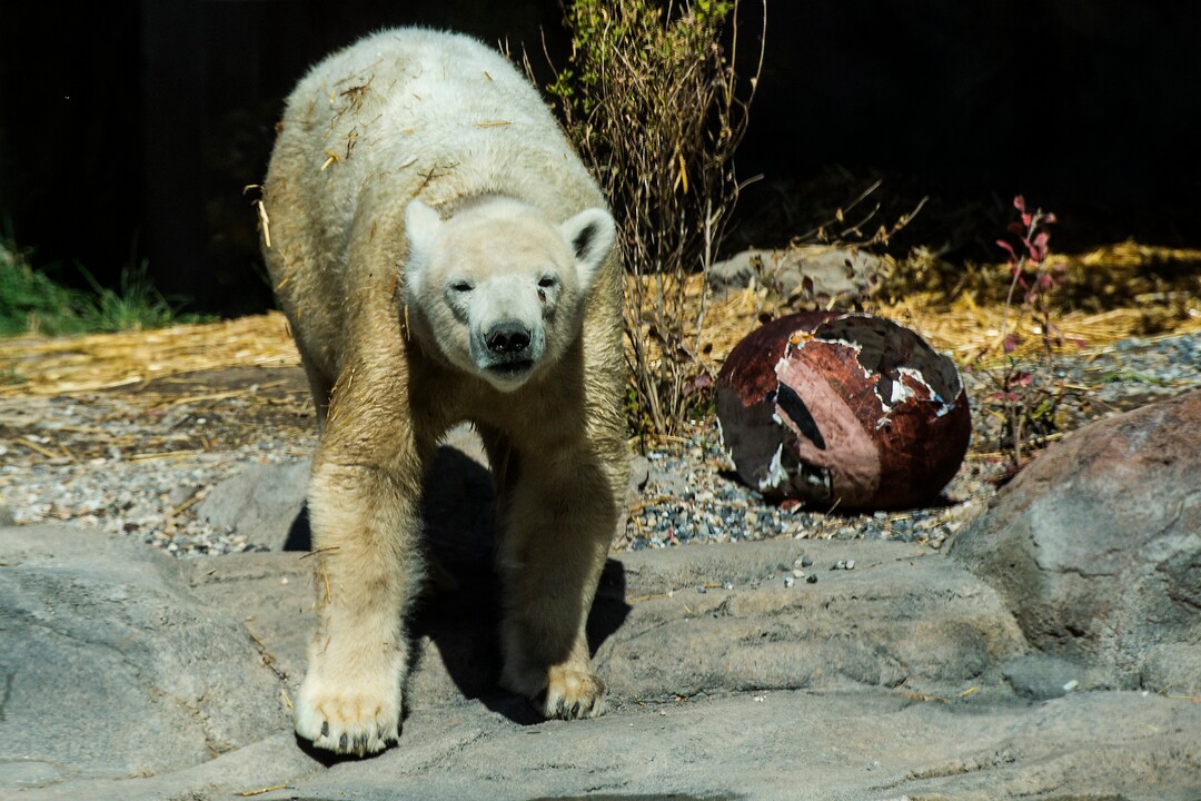 (Chris Detrick  |  The Salt Lake Tribune) Polar Bear Nora at Utah's Hogle Zoo Tuesday, October 10, 2017.