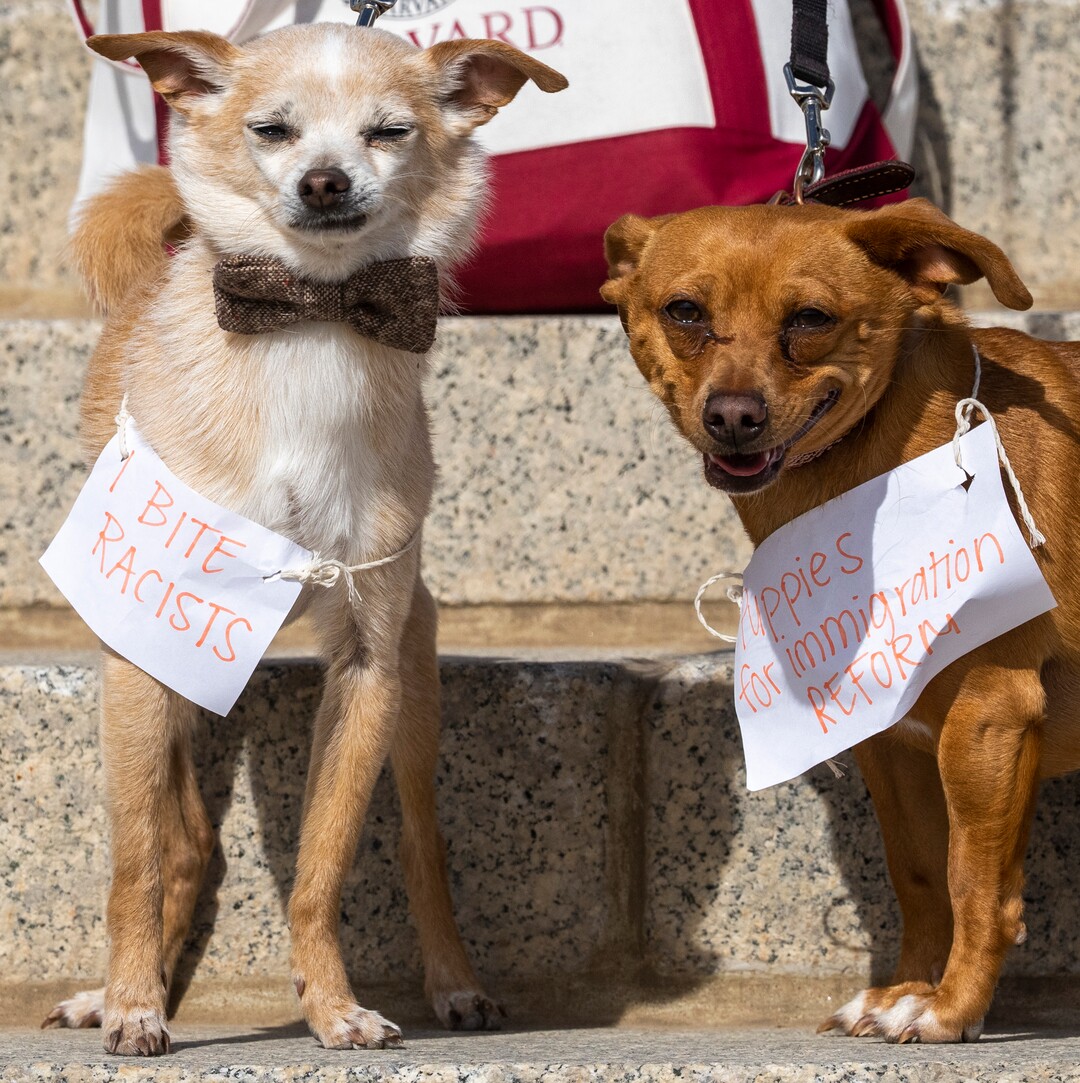 (Rick Egan | The Salt Lake Tribune)  Dogs named Toby and Cherry gather for a rally on the steps of the Capitol, for the national Day Without Immigrants rally, on Monday, Feb. 14, 2022.