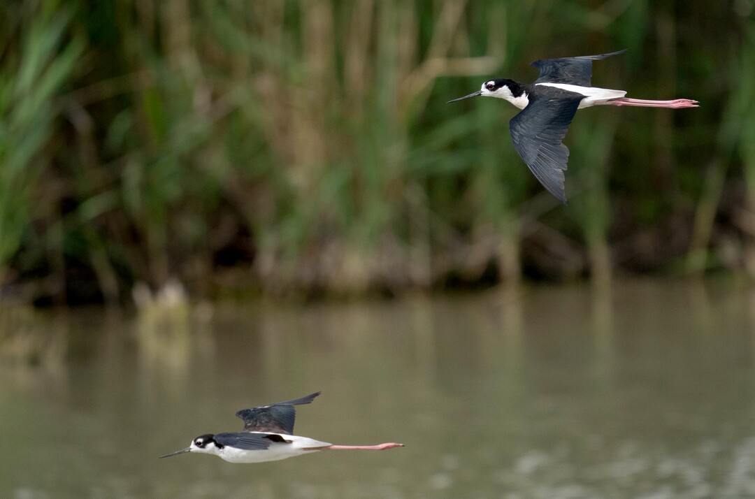 (Francisco Kjolseth | The Salt Lake Tribune) Black-necked stilts fly at Bear River Migratory Bird Refuge, a 74,000-acre nature reserve in the northern Great Salt Lake on Wednesday, June 23, 2021.