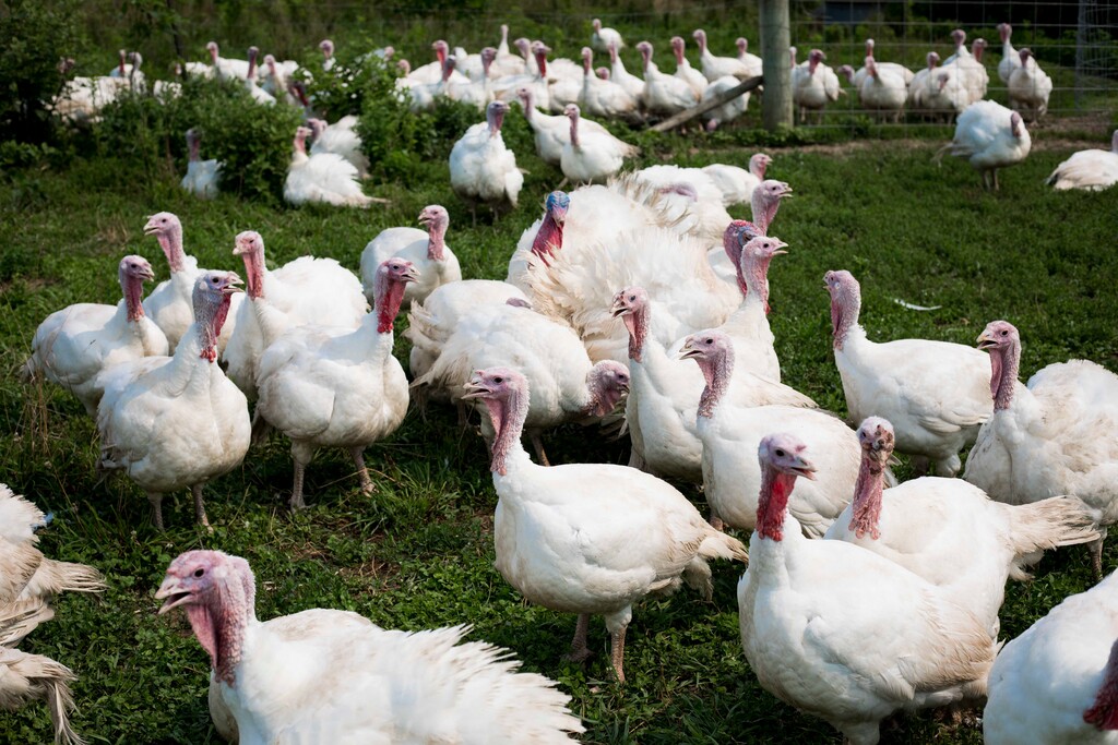 (Kaiti Sullivan | The New York Times) Broad-breasted white turkeys roam on 20 acres designated for them at Gunthorp Farms in LaGrange, Ind. on July 19, 2021. With avian flu, inflation and supply-chain challenges, Thanksgiving turkeys will be expensive this year, and may be scarce.