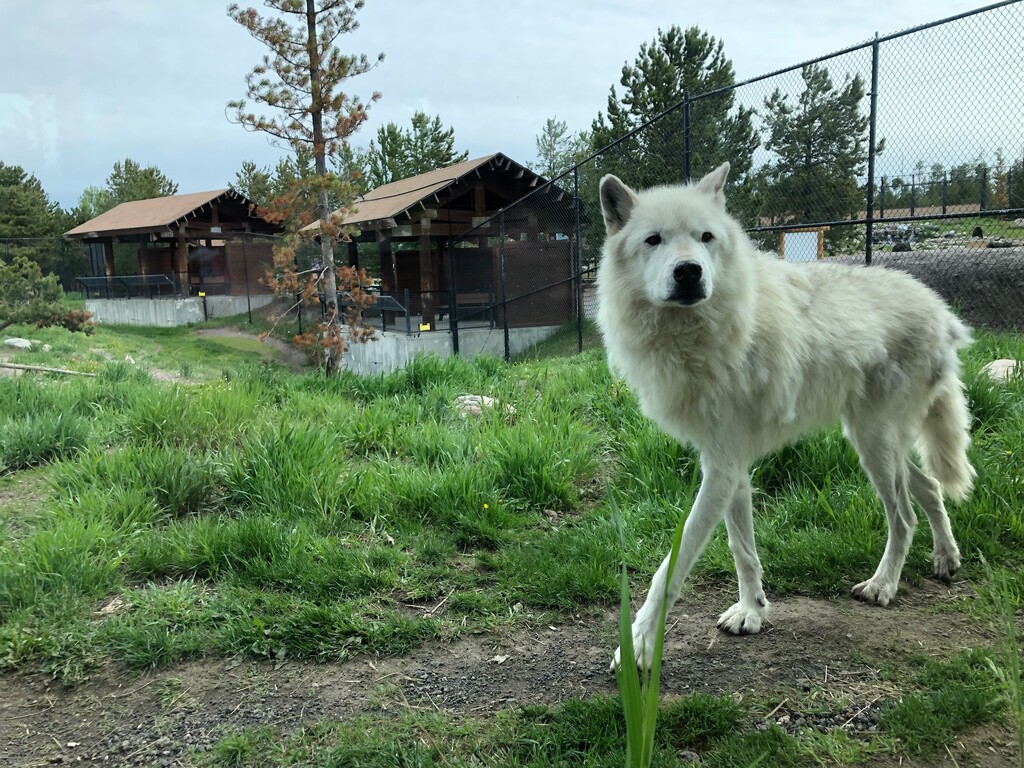 (Photo courtesy of Brodi Ashton) Columnist Brodi Ashton visited Deadwood, S.D. recently and the circling wolves made her think of modern day politics.