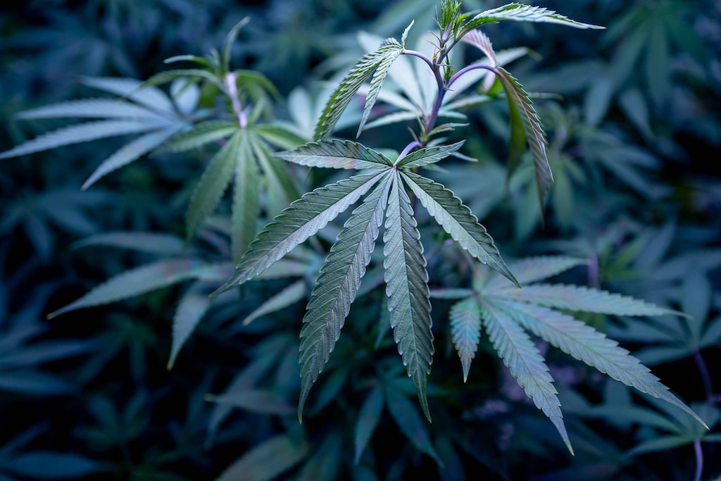 (Trent Nelson | The Salt Lake Tribune) Hemp plants growing under LED lights at Moon Lake Farms in North Salt Lake on Friday July 12, 2019. Troy Young, owner of Moon Lake Farms, is one of 81 people vying for a license to grow medical marijuana in Utah.